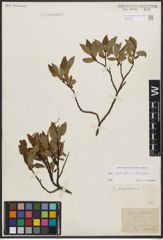 Foto von Salix phylicifolia L. x Salix silesiaca Willd.